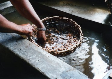 Washing nuts in factory