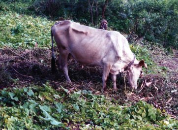 Skinny cow in Grenada