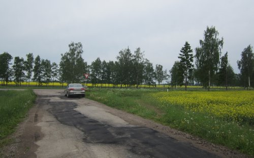 Yello fields in Jelgava, Latvia