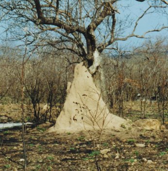 Giant ant hill at Kruger national Park