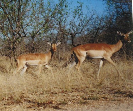 Wildlife in Kruger National Park