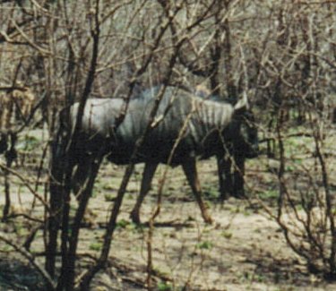 Wildebeests in Kruger National Park