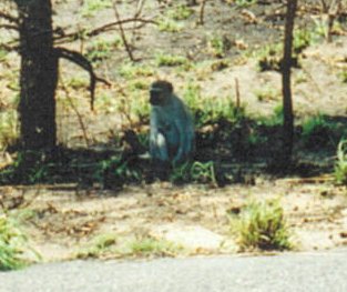 Kruger Park monkey