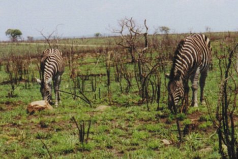 Kruger park Zebras